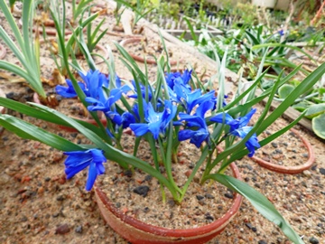 Chilean blue crocus (Tecophilaea cyanocrocus)