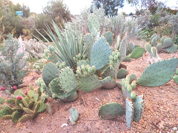 Opuntia cycloides at my house last fall