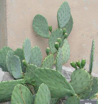 Opuntia engelmannii in the Rock Alpine Garden