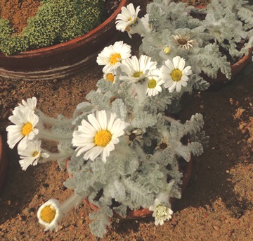 Tanacetum leontopodium