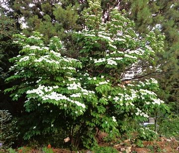 Cornus tree