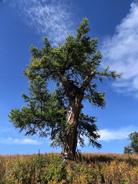 Giant larch