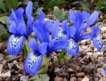 Iris 'Lady Beatrix Stanley'