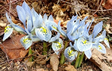 Iris 'Katharine Hodgkin'