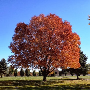 white ash