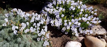 Campanula incurva