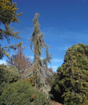 Cupressus arizonica 'Raywood weeping'2