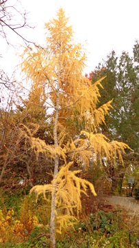 Plantasia larch