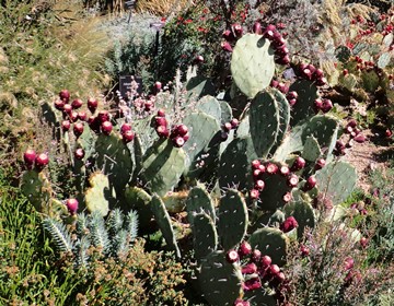 Opuntia engelmanii