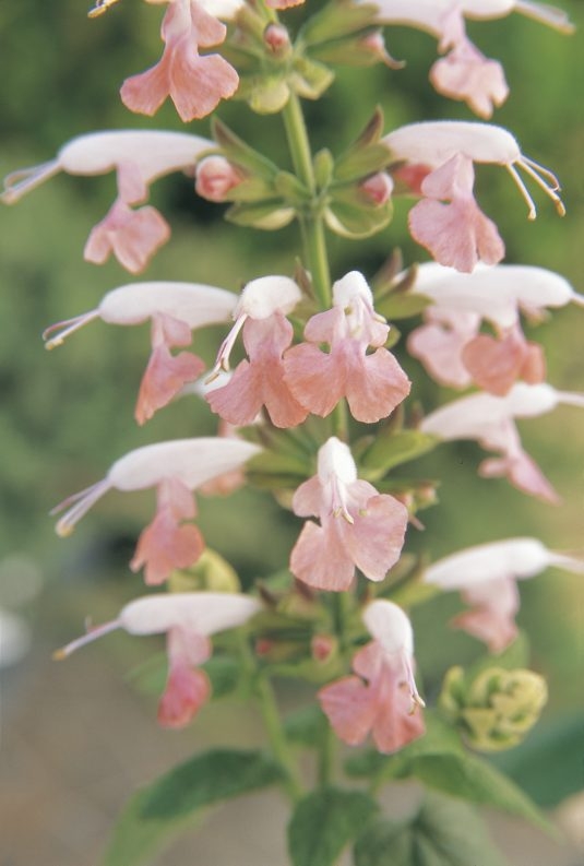 salvia summer jewel pink