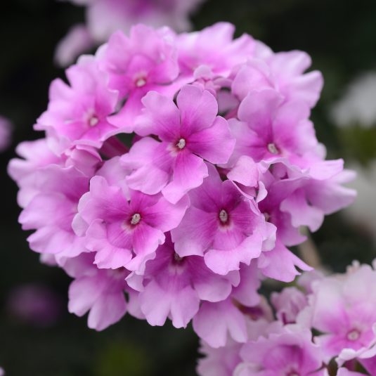 verbena endurascape