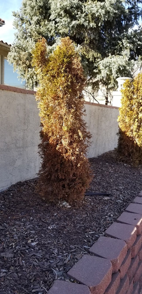 Arborvitae