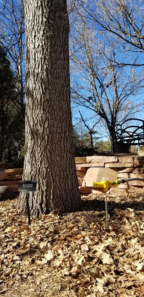 Deep root waterer