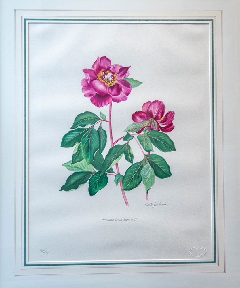 Niki Goulandris, Paeonia from Leukas, from Peonies of Greece by William T, Stearn and P.H. Davies, lithograph, 1984, gift of A.G. Andrikopoulos. Niki Goulandris, Paeonia from Leukas, from Peonies of Greece by William T, Stearn and P.H. Davies, lithograph, 1984, gift of A.G. Andrikopoulos.