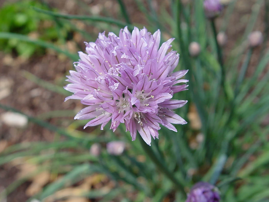 All About Alliums! | Denver Botanic Gardens