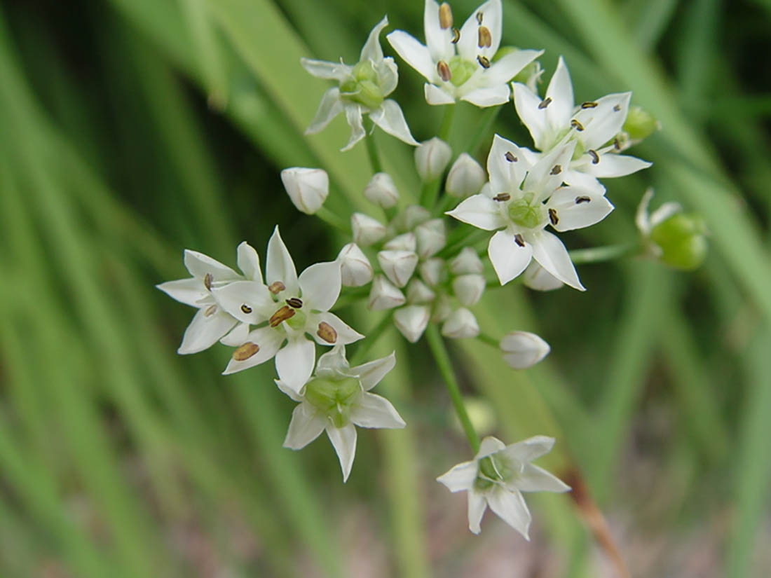 All About Alliums! | Denver Botanic Gardens