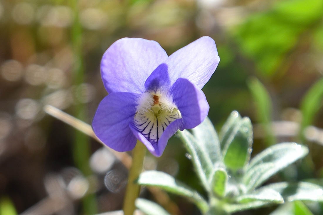 tiny violet