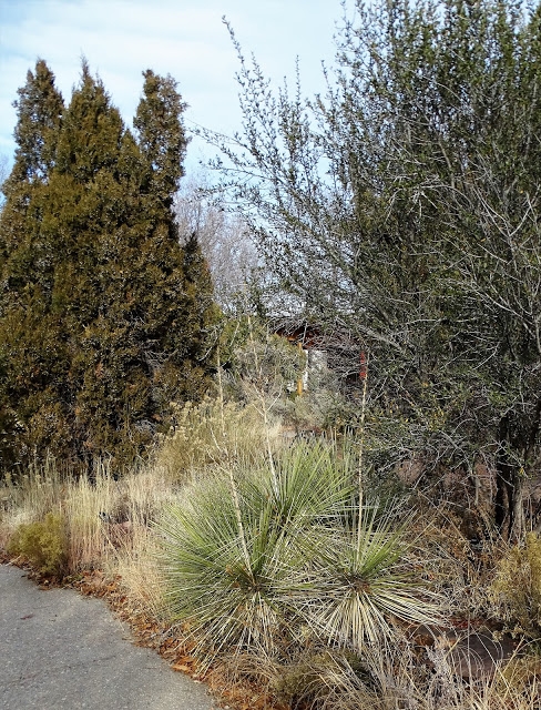 Yucca glauca
