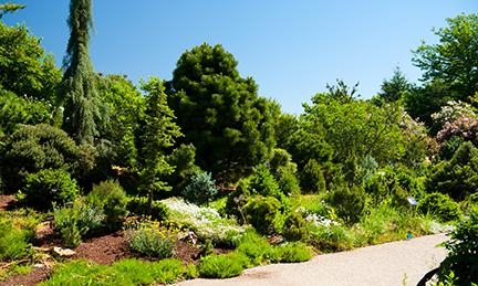 Dwarf Conifer Collection