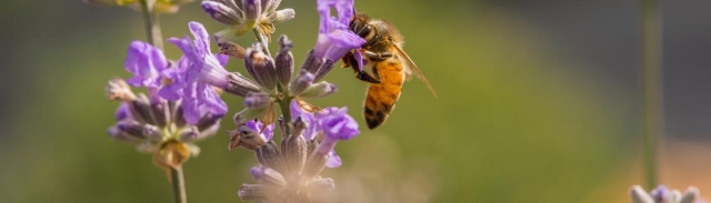 Lavender Garden