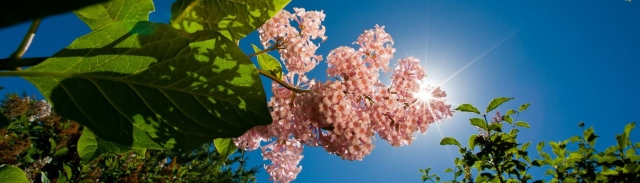 lilacs