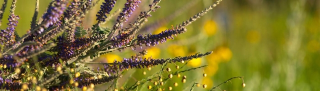 Native Plants