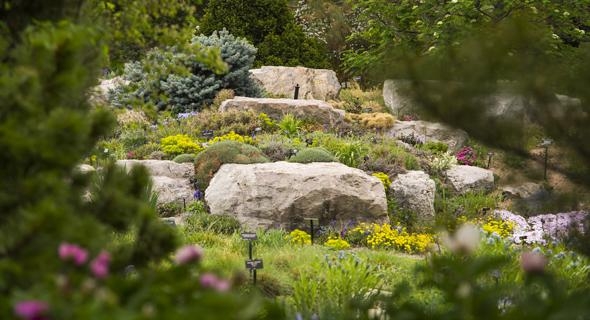 Rock Alpine Garden