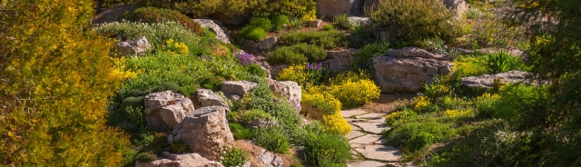 Rock Alpine Garden in the spring