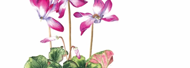 Judy Schoonmaker, “Cyclamen,” acrylic, 2022.