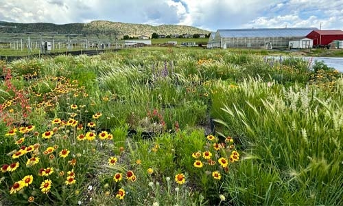 Thumbnail image of experimental seed mix plots