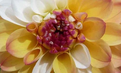 close-up of dahlia flower thumbnail image