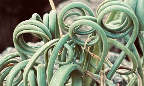 Albuca spiralis – A bulbous curly leaf plant