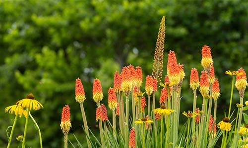 Kniphofia thumbnail