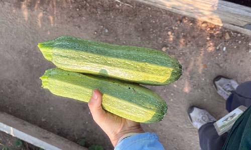 zucchini thumbnail