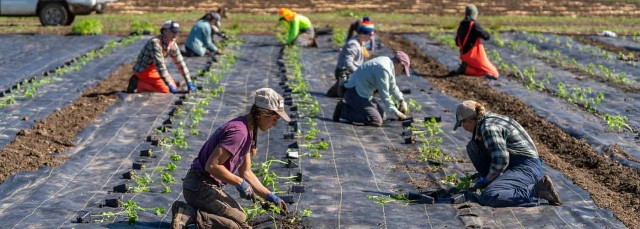 People on a farm planting vegetables