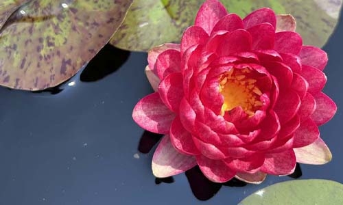 Waterlily Entry thumbnail