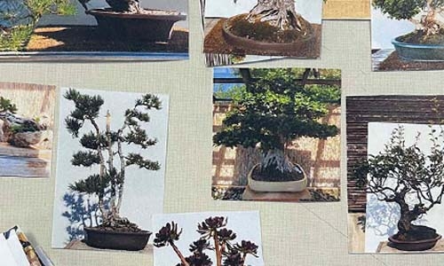 bonsai internship thumbnail