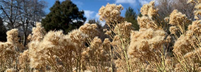 Golden-colored fluffy seedheads contrast against a bright blue sky with white clouds