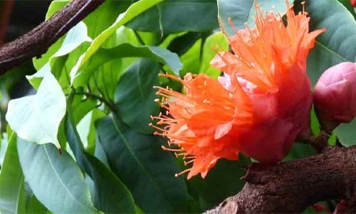 tropical flower thumbnail image