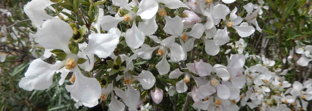 White flowers of Fendlera rupicola (cliff fendlerbush) White flowers of Fendlera rupicola (cliff fendlerbush)