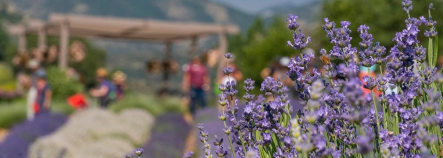 Lavender Festival at Chatfield Farms banner