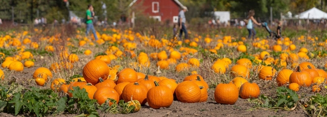 Pumpkin Festival at Chatfield Farms