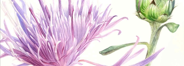 Kelsey Wilson, "Spotted Knapweed" (detail), watercolor, 2020. © Kelsey Wilson. Kelsey Wilson, "Spotted Knapweed" (detail), watercolor, 2020. © Kelsey Wilson.