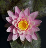 White Hot waterlily